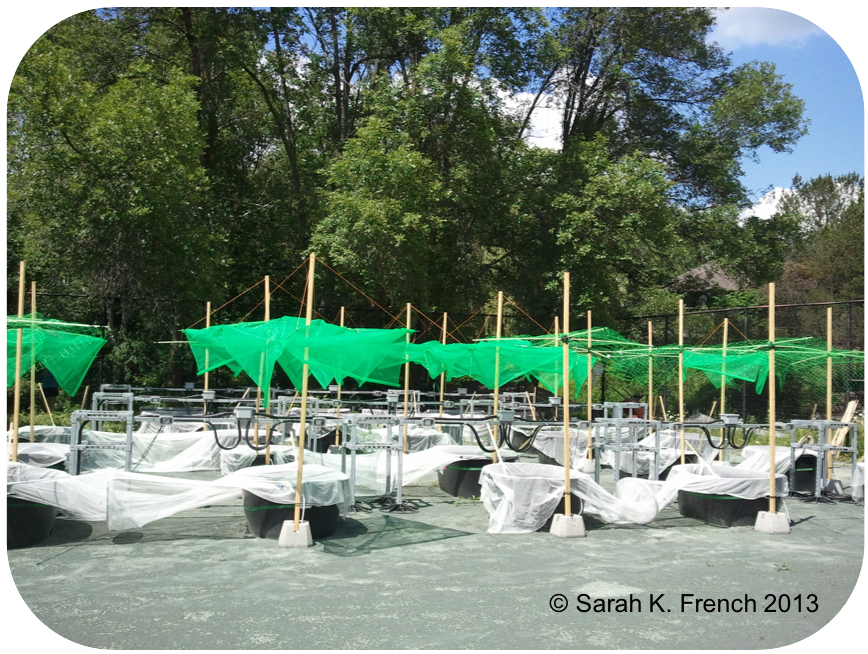 Set-up of artificial shading over aquatic mesocosms