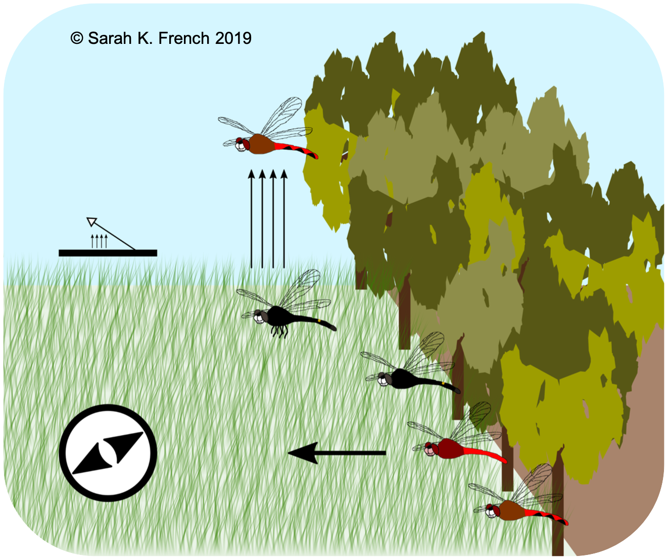 Graphical abstract of research: at forest edges dragonflies fly towards fields rather than forests and one species takes flight more than another